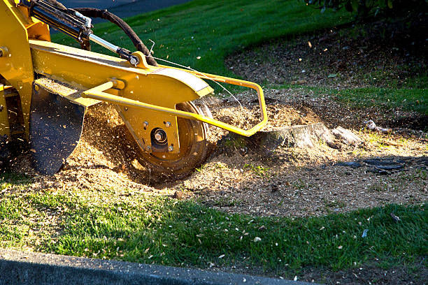 Best Tree Removal Near Me  in Liberty Lake, WA